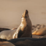 Galapagos Cruise With HX Hurtigruten & Mashpi Lodge Best-Galapagos-Cruise.jpg