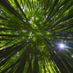 17 Best Hikes in Hawaii You Have To Try in Your Life Best-Hikes-in-Hawaii.jpg