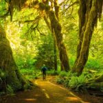 Best-Hikes-in-Olympic-National-Park.jpg