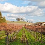 Best-Napa-Valley-wineries.jpg