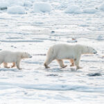 Best-things-to-do-in-Churchill-Manitoba.jpg