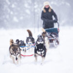 Dogsledding-in-Ontario.jpg