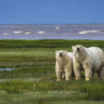 Happy Earth Day - Celebrating Animals of the World in Photos Earth-Day-Animals.jpg