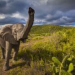 African Animals in Photos - Wildlife Encounters on Safari in Africa Earth-Day-Animals-African-Elephant.jpg