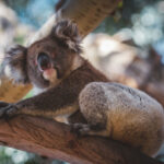 12 Amazing Australian Wildlife Experiences Facts-About-Australia-Wildlife.jpg