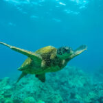 15 Fascinating Fun Facts About Hawaii You Will Love Fun-Facts-about-Hawaii.jpg