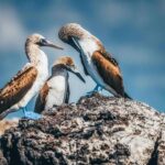 Unique Galapagos Islands Animals in Photos Galapagos-island-animals.jpg