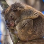 Kangaroo Island Wildlife Sanctuaries Kangaroo-Island-wildlife-koala.jpg