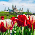 The Ultimate Guide To The Canadian Tulip Festival in Ottawa In 2024 Ottawa-Tulip-Festival.jpg
