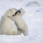 Polar-Bear-Tours-Churchill-Manitoba.jpg