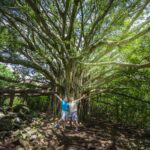Top 12 Hikes in Maui to Take Your Breath Away Road-to-Hana-Maui-Pipiwai-Trail.jpg