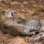 My Walk with Cheetahs, Learning from the Bushmen & Exploring one of the Most Amazing Conservation Projects in Africa! Safari-in-tanzania-cheetah-cub.jpg