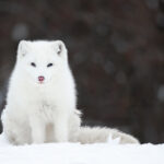 Adorable Tundra Animals - The Canadian Arctic Comes to Life Tundra-Animals-Arctic-Fox.jpg