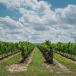 The Ultimate Guide To Prince Edward County, Ontario Weekend-Getaways-Toronto-Prince-Edward-County.jpg