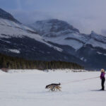 Ever Heard of Skijoring? Find Out All You Need to Know about-skijoring-trail.jpg