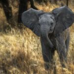 Best Tips for Going on Safari in Africa african-safari-animals-23.jpg