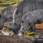 24 Amazing Animal Encounters of the World animal-encounters-around-the-world-rhinos-africa.jpg