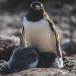 Amazing Antarctica in Photos | The Planet D antarctica-in-photos.jpeg
