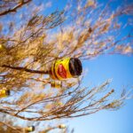 australian-food-vegemite-tree.jpg