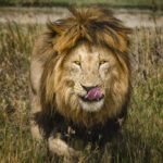 Born Free Lives on in Kenya |Travel Blog born-free-kenya.jpg