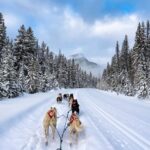 The Best place to go Dog Sledding in Banff National Park dogsledding-banff-run.jpg