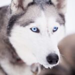 The Misconceptions of Dogsledding dogsledding-myth-1.jpg