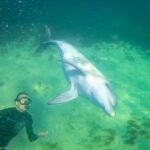 Swim with Dolphins - South Australia |The Planet D: Adventure Travel Blog dolphin-swim-South-Australia-up-close.jpg