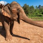 A Visit to an Elephant Sanctuary in Chiang Mai elephant-sanctuary-chiang-mai.jpg