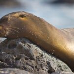 27 photos that will transport you to the Galapagos Islands galapagos-sea-lions-3.jpg