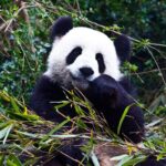 Things to do in China giant-pandas-china.jpg