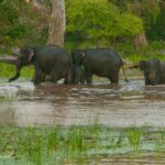 The Human Elephant Conflict, Asia human-elephant-conflict-in-sri-lanka.jpg