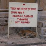 india_filthy_sleeping_garbage-1.jpg
