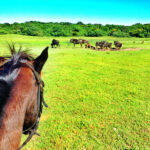 iSimangaliso Wetlands - Horse Safarii | Travel Blog isimangaliso-horse.jpg