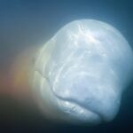 Kayaking with Beluga Whales - a Paddler's Dream kayaking-with-Beluga-Whales-swimming.jpg