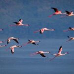 Kenya's Incredible Lake Nakuru | Travel Blog lake-nakuru-flying-flamingoes.jpg
