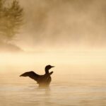 17 Best Things to Do in the Upper Peninsula, Michigan (2025 Guide) loon-at-sunset-best-things-to-in-upper-peninsula-michigan.jpg