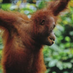 malaysian-borneo-orangutan.jpg