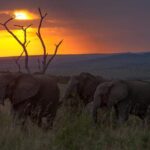 Kenya Safari - The Masai Mara Experience | Travel blog masai-mara-safari-elephants.jpg