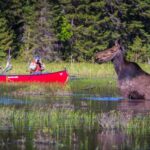 The Best iPhone Photo Apps to Help You Shoot Like a Pro moose-safari-algonquin-park-ontario-canoe-moose.jpg
