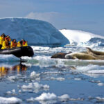 A Zodiac Tour of Pleneau Bay, Antarctica pleneau-bay-antarctica-seals.jpg