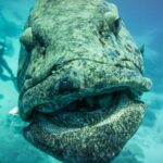 Diving the Great Barrier Reef potato-cod-cod-hole-1.jpg