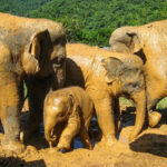 The Importance of Responsible Tourism and How to Win a Trip to Thailand responsible-tourism-thailand-family.jpg