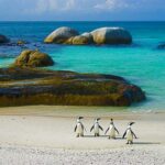 simons-town-penguins-ocean.jpg
