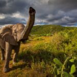 Spectacular South Africa Wildlife Photos | Adventure Travel blog south-africa-wildlife-elephant-trunk.jpg