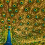 Best Sri Lanka Safari - Yala National Park sri-lanka-safari-peacock.jpg