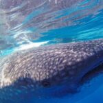 Swim with Whale Sharks - A Massive Adventure in Mexico swim-with-whale-sharks-whale-mouth.jpg