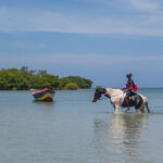 Swimming with Horses in Jamaica | The Planet D swimming-with-horses.jpg
