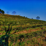 Tea Terraces in Thailand - Journey Through Doi Mae Salong tea-terraces-landscape.jpg