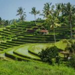 28 Things to do in Bali - Local Insider Tips things-to-do-in-bali-rice-terraces.jpg