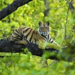 Wildlife conservation in India, safeguarding the future tiger-resting1.jpg